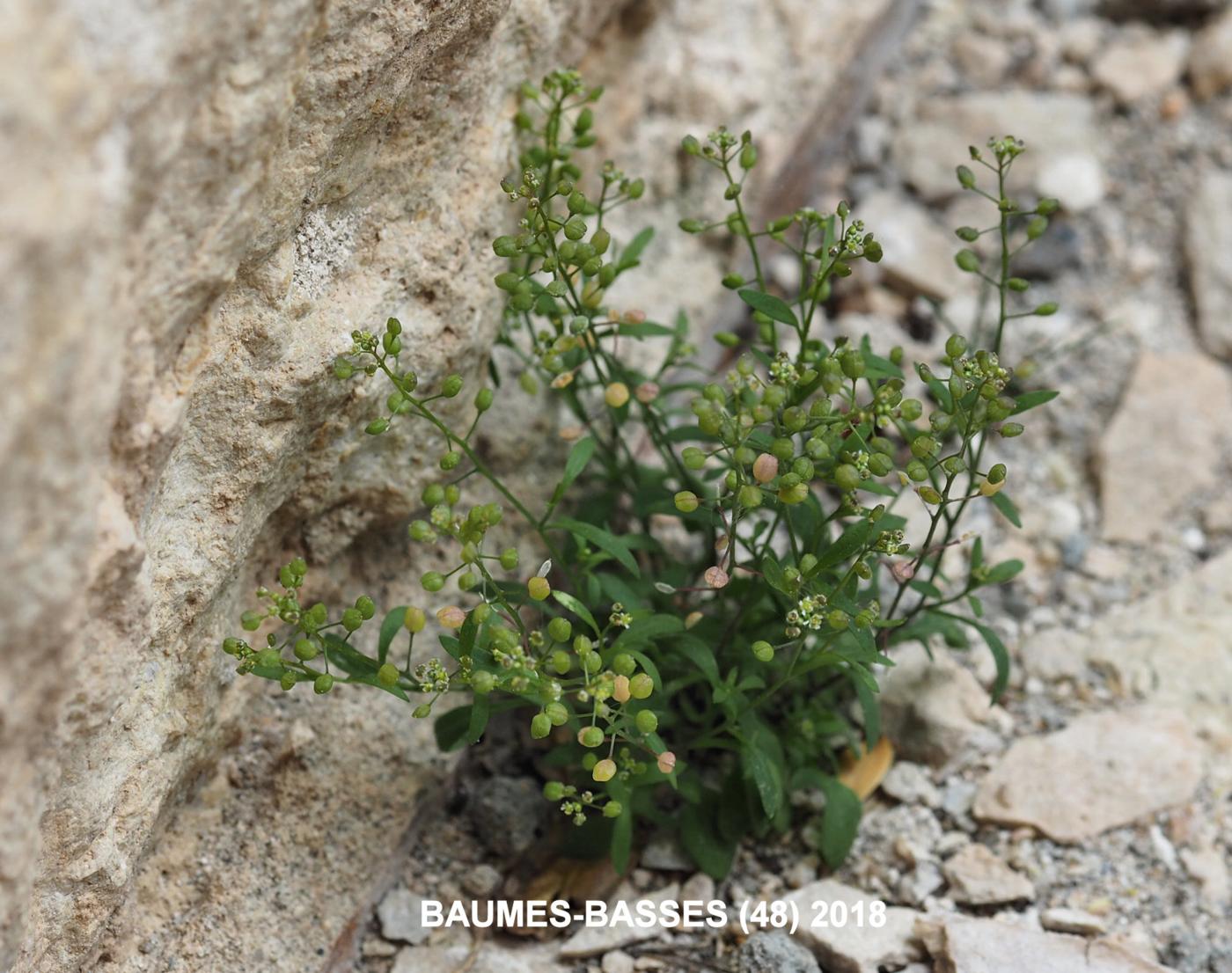 Chamois cress, [Prostrate] plant